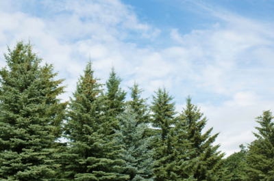 What Is Evergreen Content?
